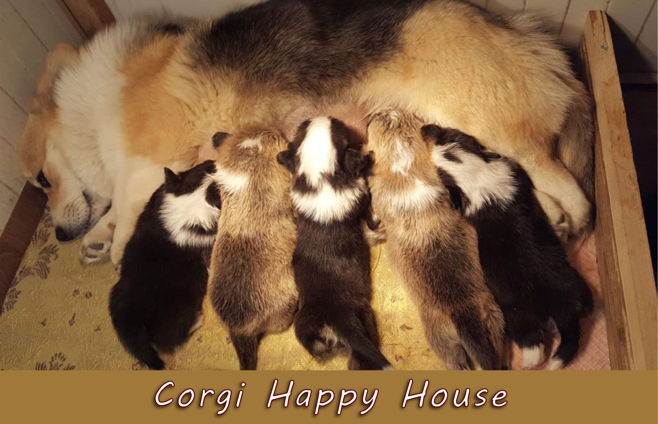 Corgi Happy House